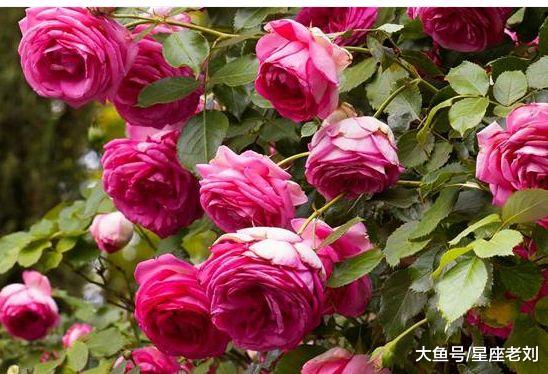 进入11月，水滴石穿，红鸾星动，前任回头，终将前缘再续