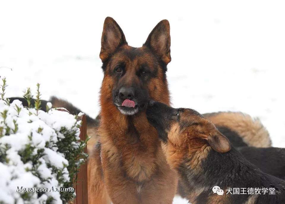 乌克兰，卢甘斯克 Аэлита Мальцева的爱犬
