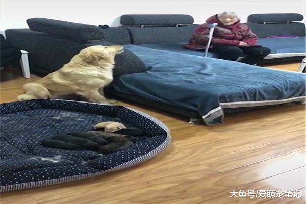 金毛自從當了媽媽，不管誰打小奶狗的主意都不樂意，寵主都笑翻了