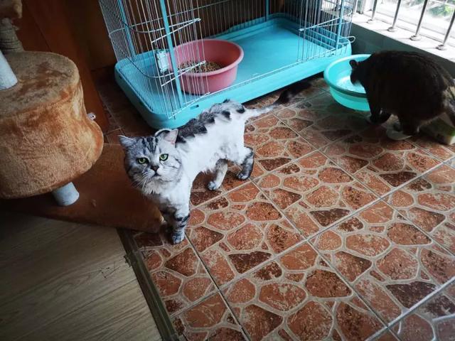 猫咪被主人打扮成小蜜蜂造型，戴上帽子一瞬间猫咪呆住了