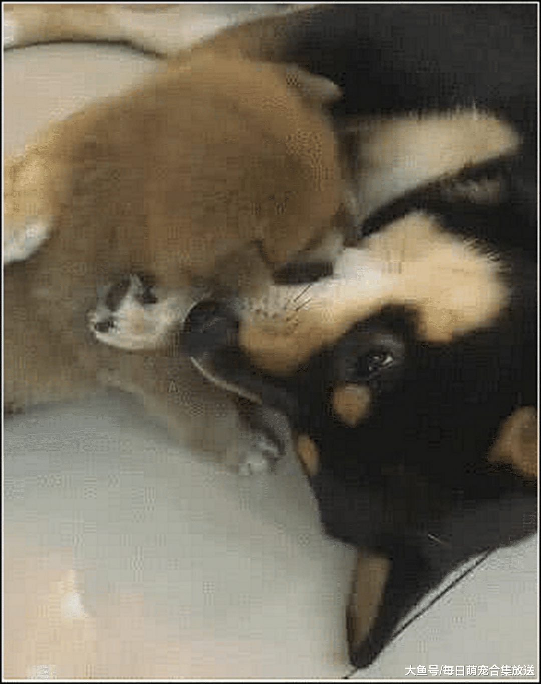 男主出差忘关小奶狗,急忙跑回家,推门一看顿时不淡定了