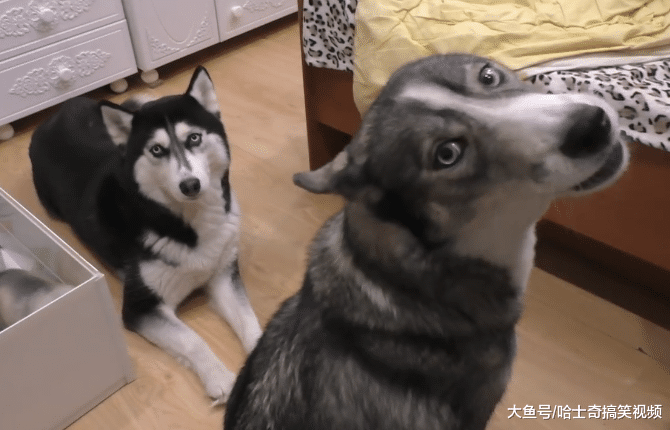 二哈當了媽，卻還常跟“朋友”跑去玩，回家還不情愿喂寶寶