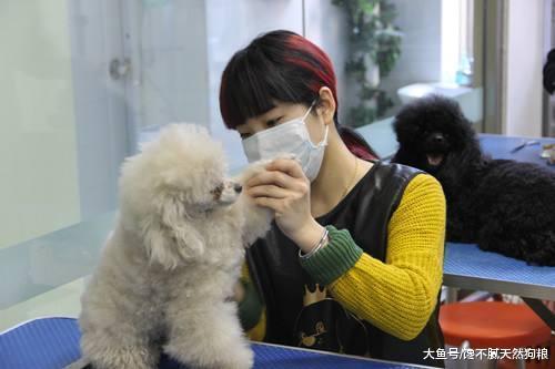 泰迪犬為什么會害怕去寵物店，你還不知道這5個原因嗎？