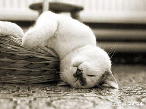 喵星人: 我不把鸡蛋举起来, 你还以为我只会睡懒觉!