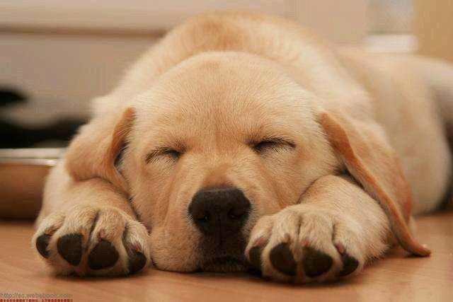 狗狗睡覺也會抖？是因為它正在做夢？還是它的身體出現了問題？