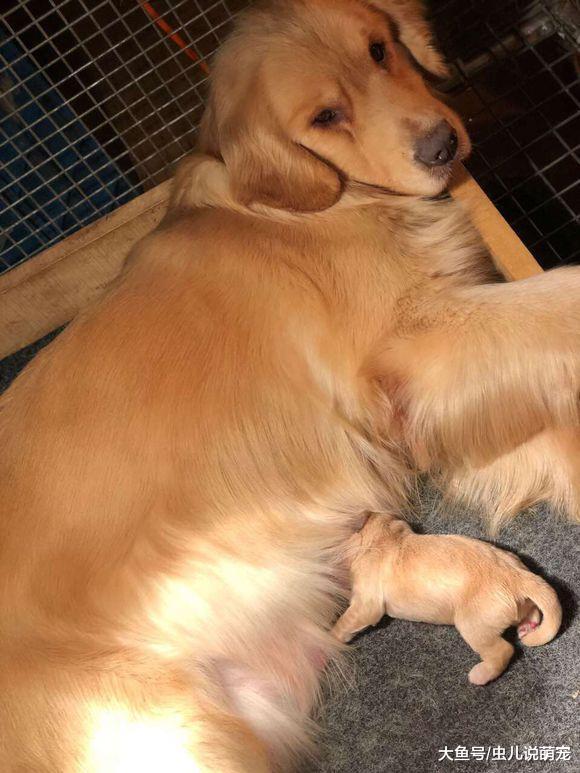金毛的計劃生育也落實了，它只生一個，還是個千金！