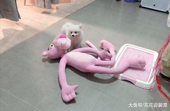 博美太“财迷”了，不管是什么东西，它都想占为己有