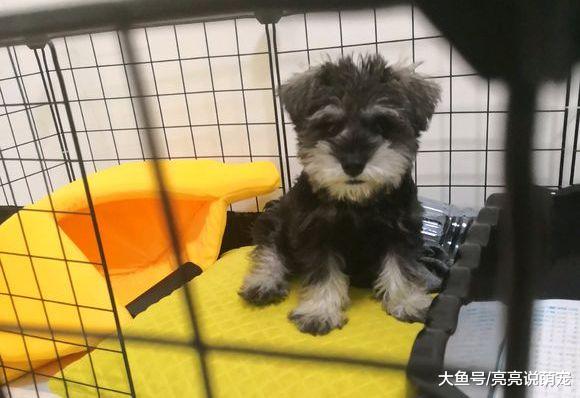 网友看着雪纳瑞的毛太乱，带它去做了个美容，狗：不满意！