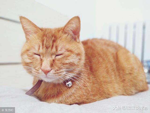 主人在睡觉，突然被急促的猫叫声吵醒，开门一看还有礼物呀！