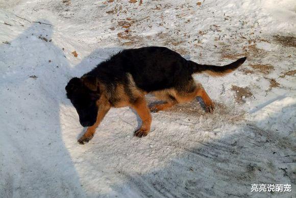 太冷了！德牧明明已经立耳，没想到又被“冻”的耷拉下来了