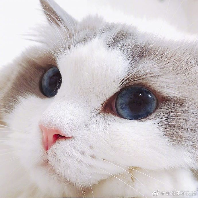 有的猫平时看起来怂怂的，一旦拽起来 ……