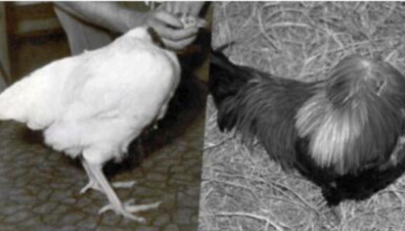 网红“无头鸡”18个月全球巡回表演越来越壮, 最后却死于人为疏失