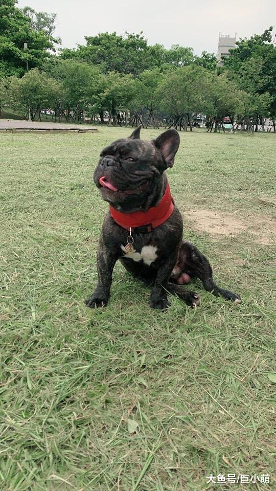 法斗每天到散步时间就失踪，主人无奈表示，名字并没有起错