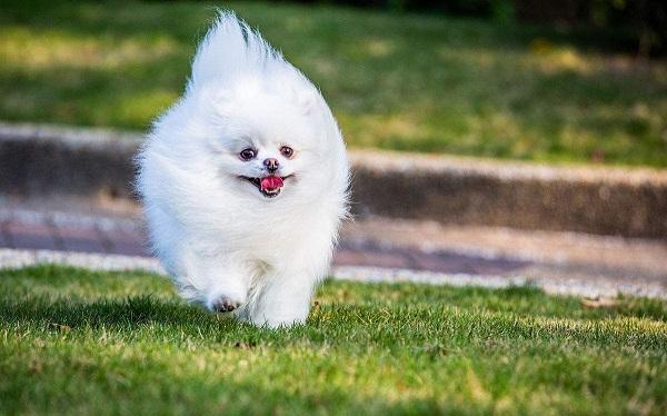 世界上最漂亮狗前十名, 世界上最受欢迎的狗品种!