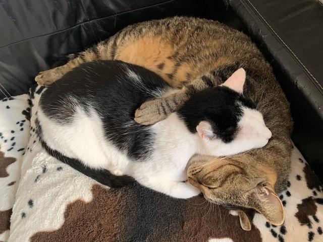 2只猫咪心急吃饭，狂按“服务铃”催上菜，而且还按错了对方的