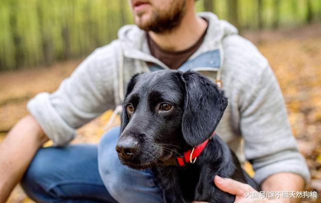 为什么说养拉布拉多犬, 要挑黑色的, 这5点确实让人着迷!