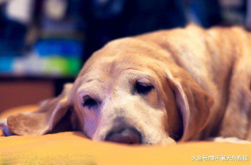 狗狗怎么养才长寿? 兽医告诉你, 秘诀原来在主人上!