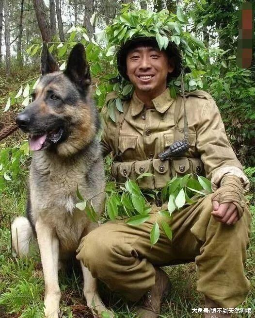 已经被城市禁养的5大“警犬”, 每只威风凛然, 可惜却不能饲养!