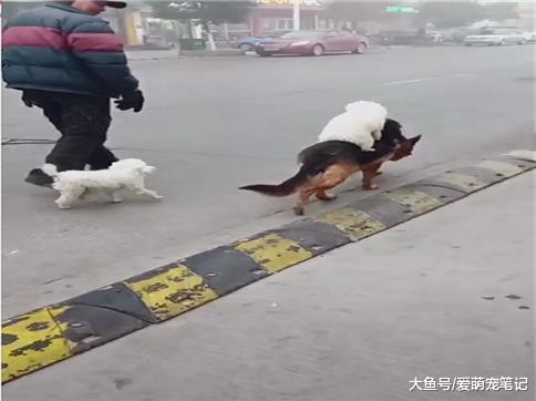 德牧看到两只泰迪走不动了, 小心翼翼地托它们回家, 这步伐好有爱