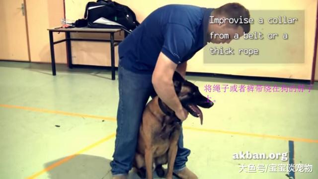 当恶狗咬人时，你一定要知道如何立刻让狗松开紧紧咬人的嘴