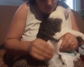 女孩发现家门口总是会有花瓣，原来是隔壁猫送的，真是太浪漫了