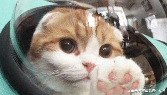 问：青春痘长在哪里你最担心？答：长在猫咪的下巴上我最担心