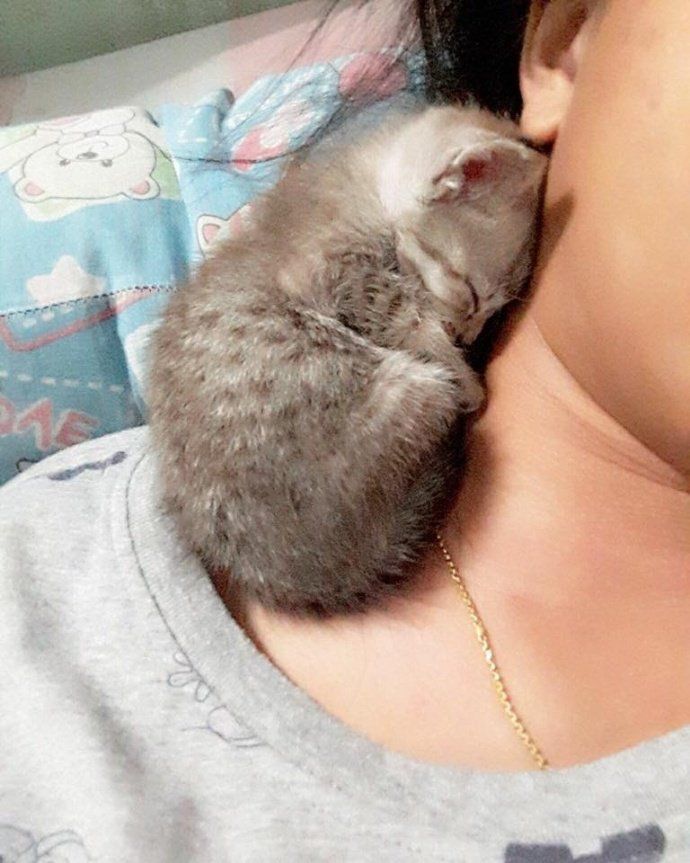 原来猫咪的爪子是弹簧做的