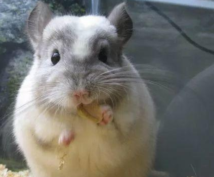 上班族养什么宠物可行性比较高？简述七种适合上班族的宠物