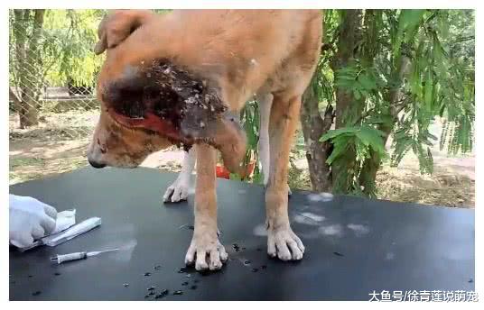 流浪狗耳朵烂出一个糟糕状态，有人不嫌弃它，给它一段奇迹！