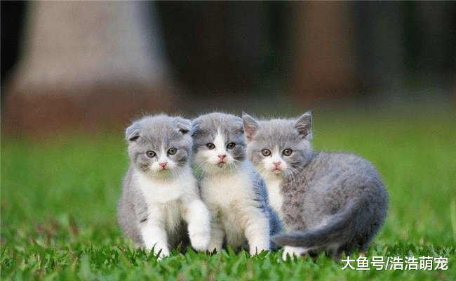 最适合家养的5种猫, 第三个“热情”, 第五个一般人买不起