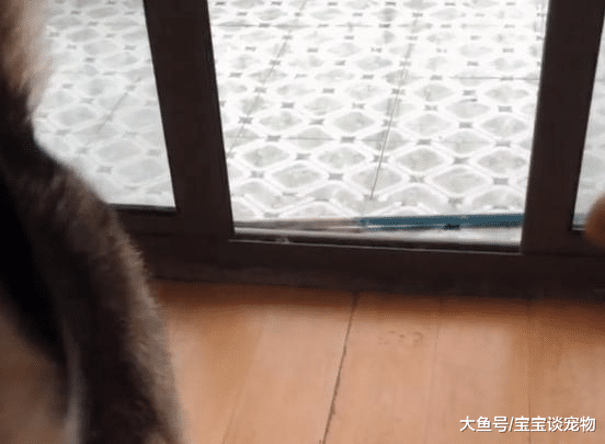 喊哈士奇吃饭，结果它含着木棍冲了进来，笑喷了！