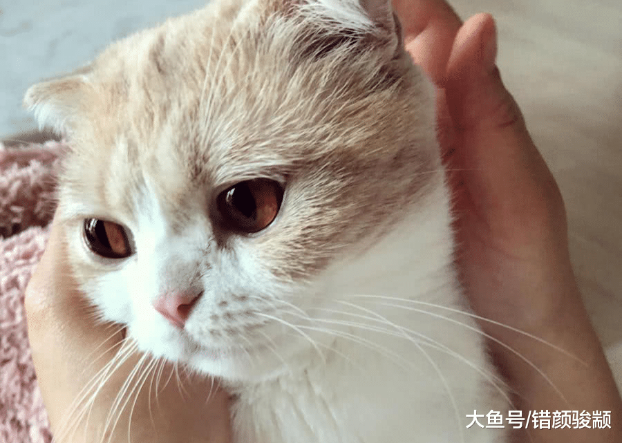 主人回家发现猫咪眼神很“忧伤”，凑近一看，居然不厚道地笑了？