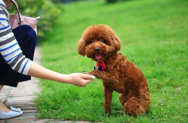 泰迪犬寿命只有10~12岁？6招教你延长狗狗寿命！