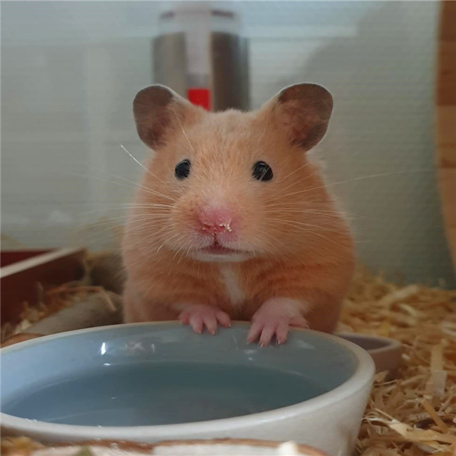 仓鼠睡醒发现藏粮没了，为表达不满，鼠鼠拒绝了主人的投食