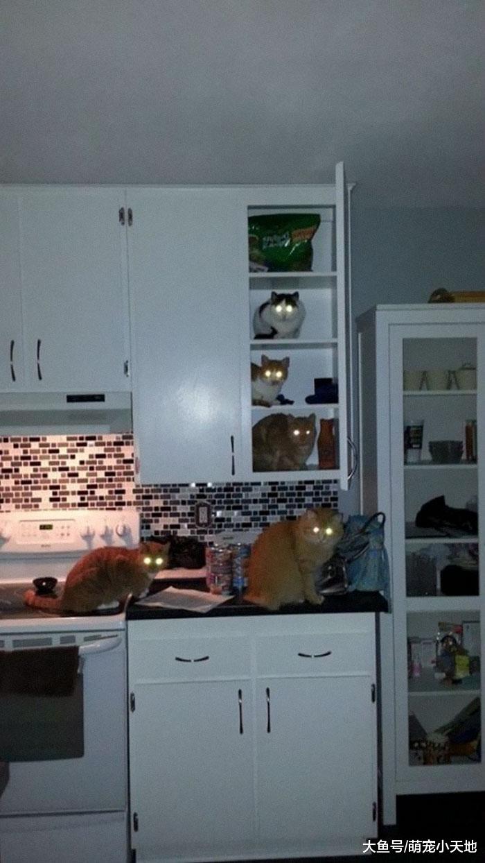 面露凶光！２４张具有威胁感的动物，可爱的你们去哪了？！