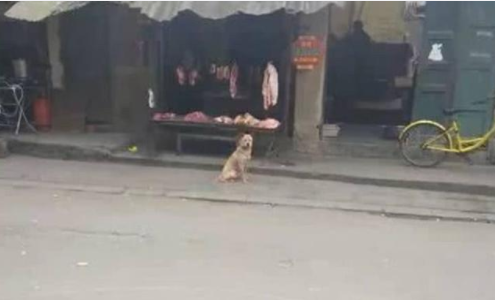 肉摊老板救助流浪狗后, 流浪狗为其看门揽客, 只为报恩