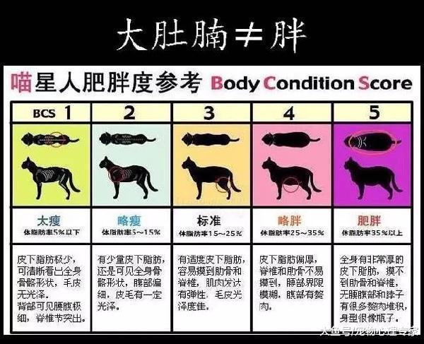 貓肚子下面垂著一塊肉是生病了嗎？這塊小肚腩可有它的大作用
