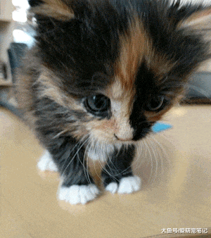 猫咪为答谢公司员工的养育之恩，每天任由他们抚摸，来作为报答！