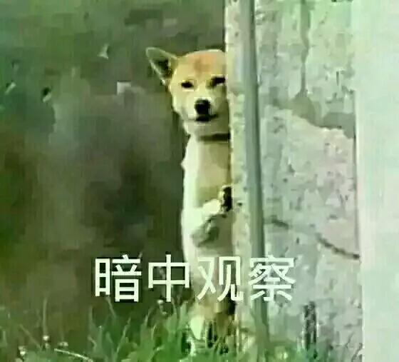 萌宠表情包，都不忍心斗图了