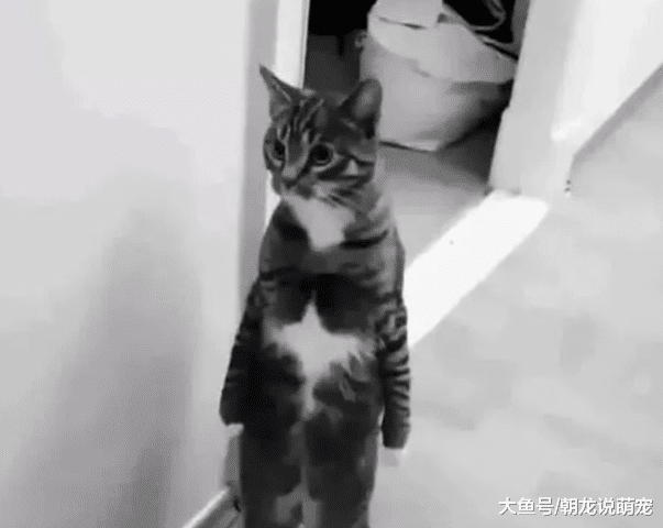 主人骗猫吃柠檬，当看到猫咪的表情，让网友们哭笑不得！