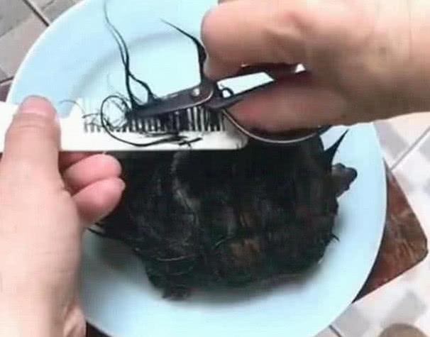 男子買了一只綠毛龜，嫌邋遢想給它剪毛發，剪到一半后卻后悔不已