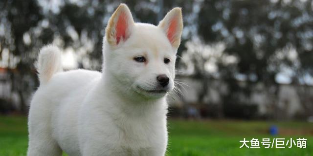 如果你是养狗新手，这15种狗最好避开，不然可能会被送到救助站