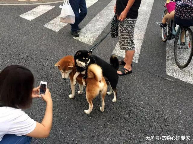 主人养了两只柴犬，带它们出门遛弯，结果散步姿势遭围观