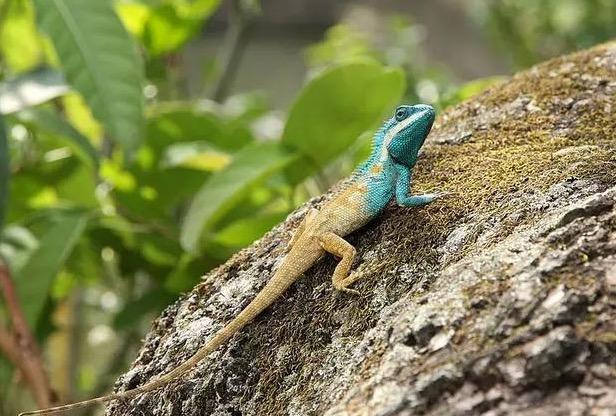世界上，漂亮的5种蜥蜴，你最喜欢哪种呢？