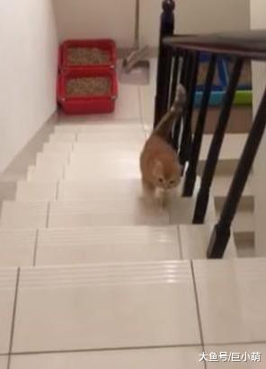 4只猫咪门口等主人，主人一开门，其中3只立马跑回去等开饭