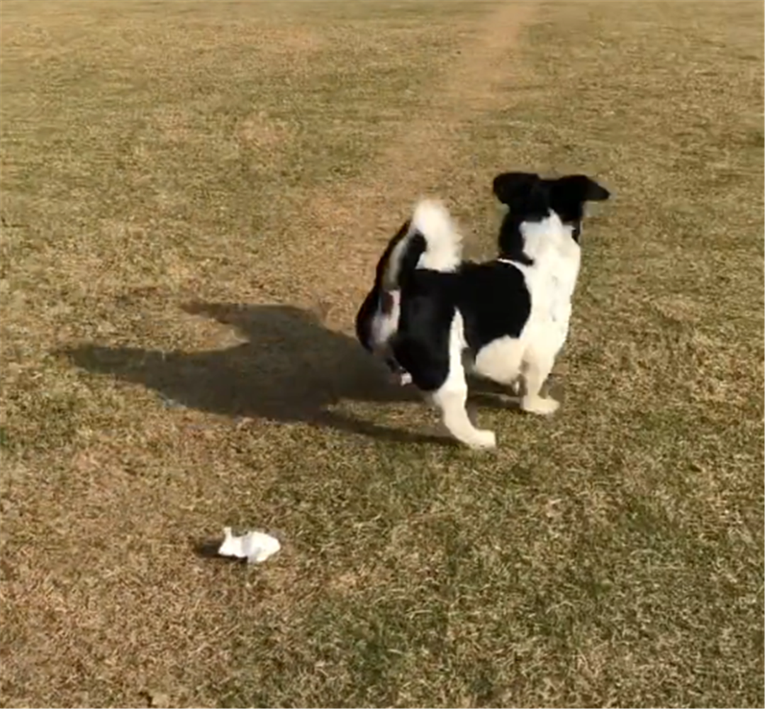 主人假裝扔石子，狗蹦跶著去找，主人：你都5歲了，要沉穩一點…