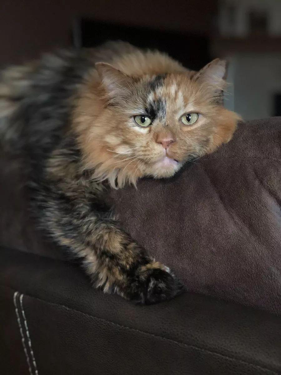 曾经一直认为猫狗之间水火不容, 直到看到这一幕被狠狠打脸