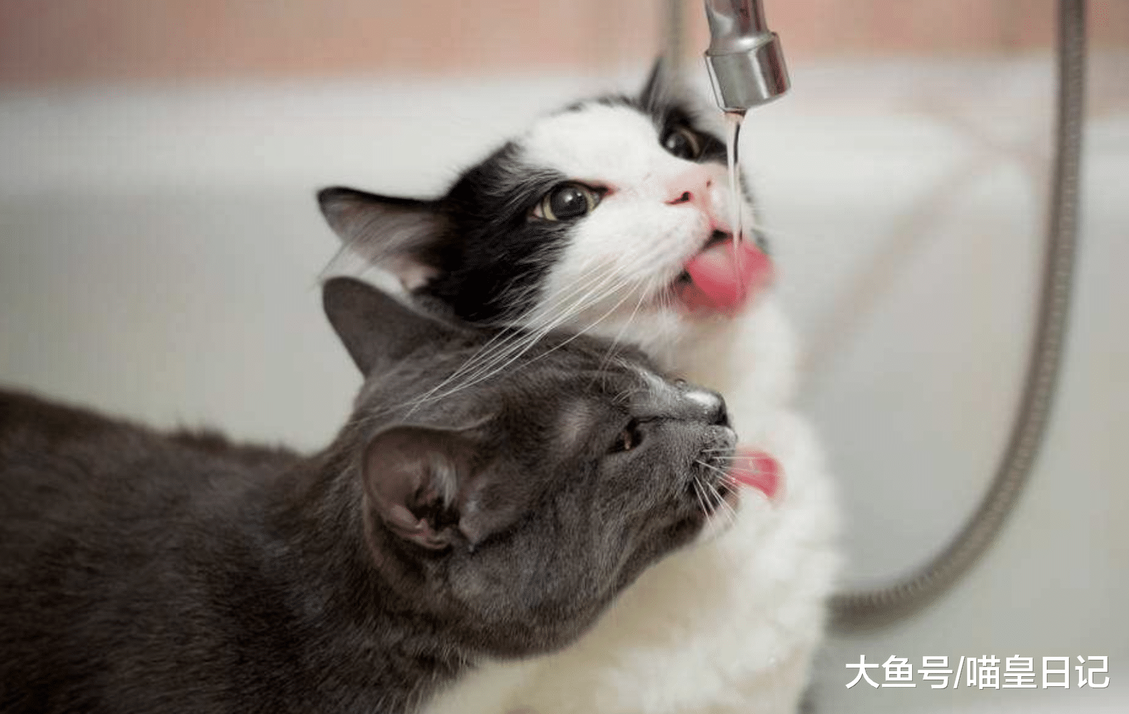 養貓小課堂：春節期間，你的年夜飯中有哪些食物不能給寵物吃！