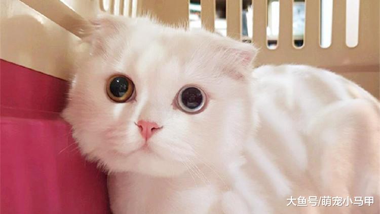 猫咪表达友好的瞬间，别错过！