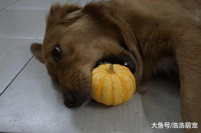 别一直给狗狗吃狗粮，多给它吃这5种食物，它会更健康